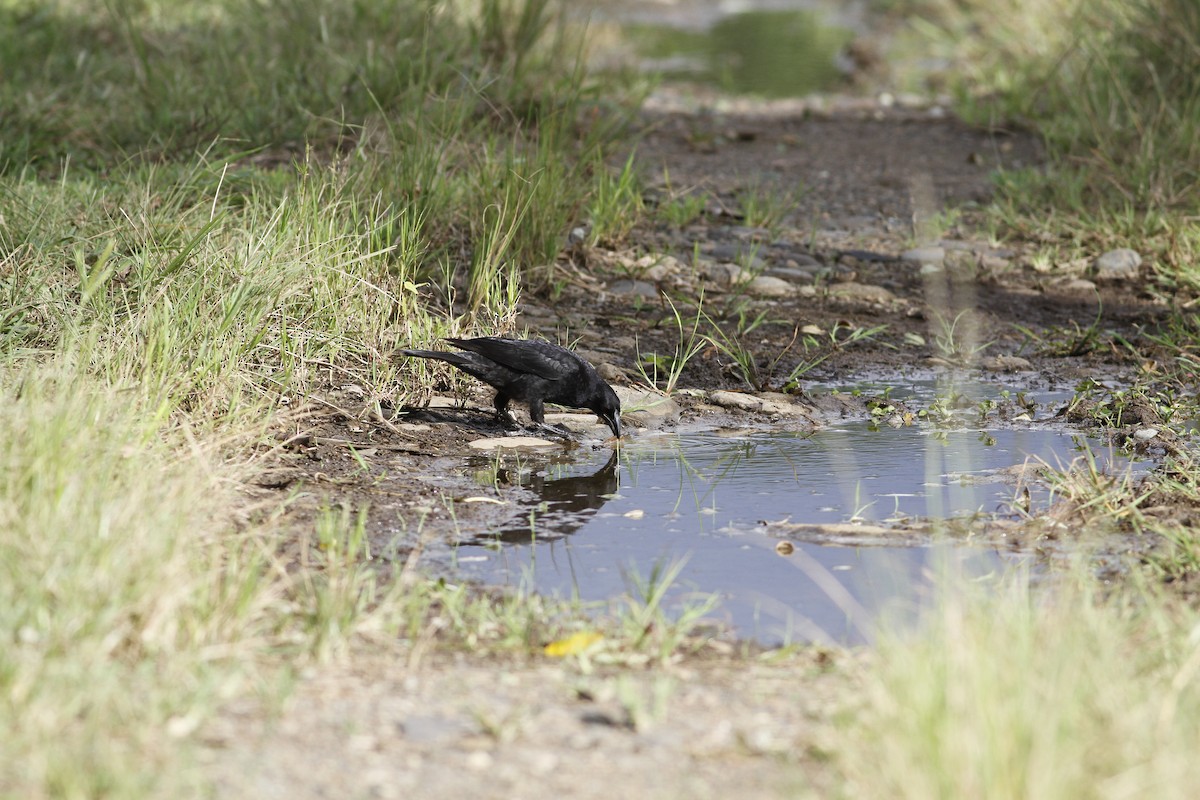 Giant Cowbird - ML643090296