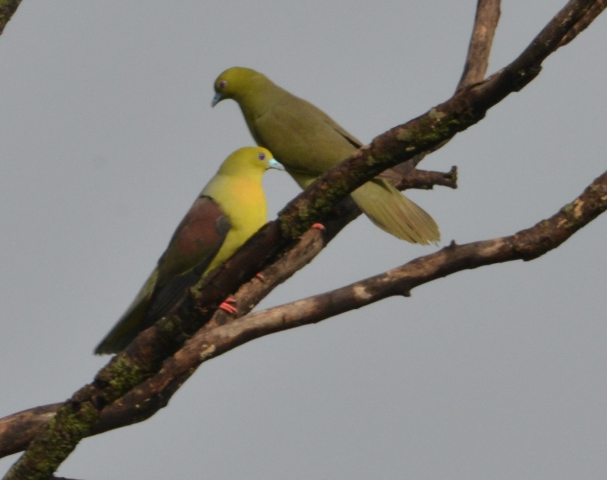 Wedge-tailed Green-Pigeon - ML643090303