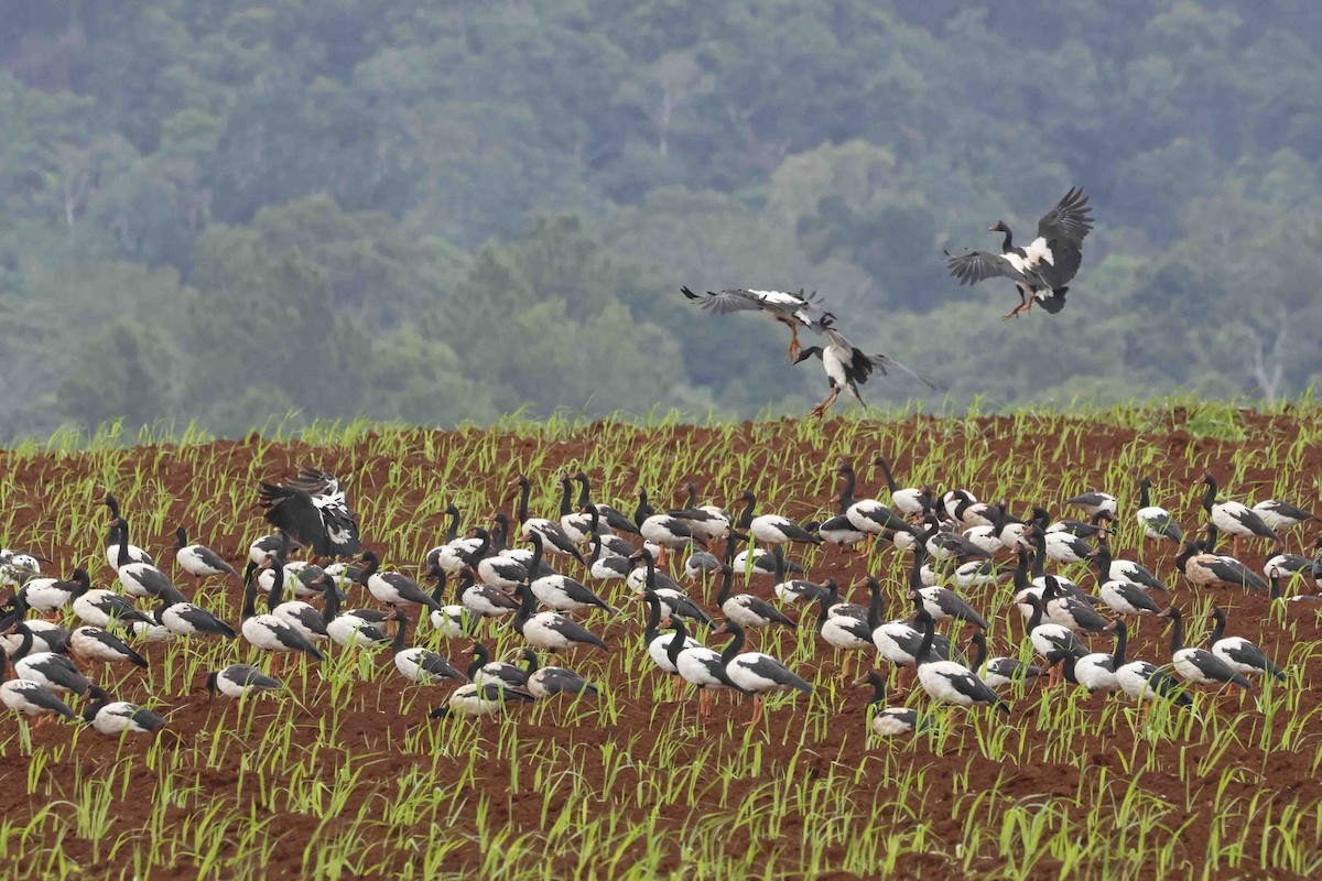 Magpie Goose - ML643090305