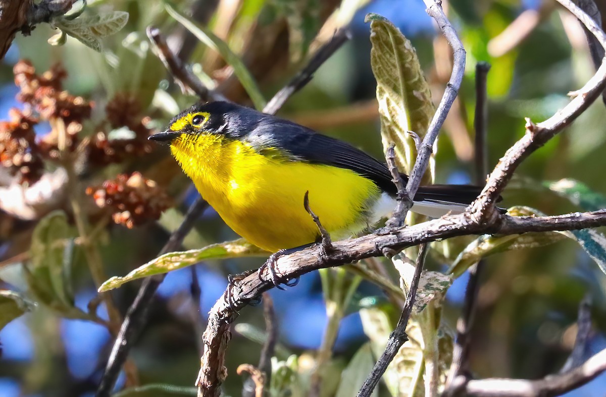 Spectacled Redstart - ML643090306