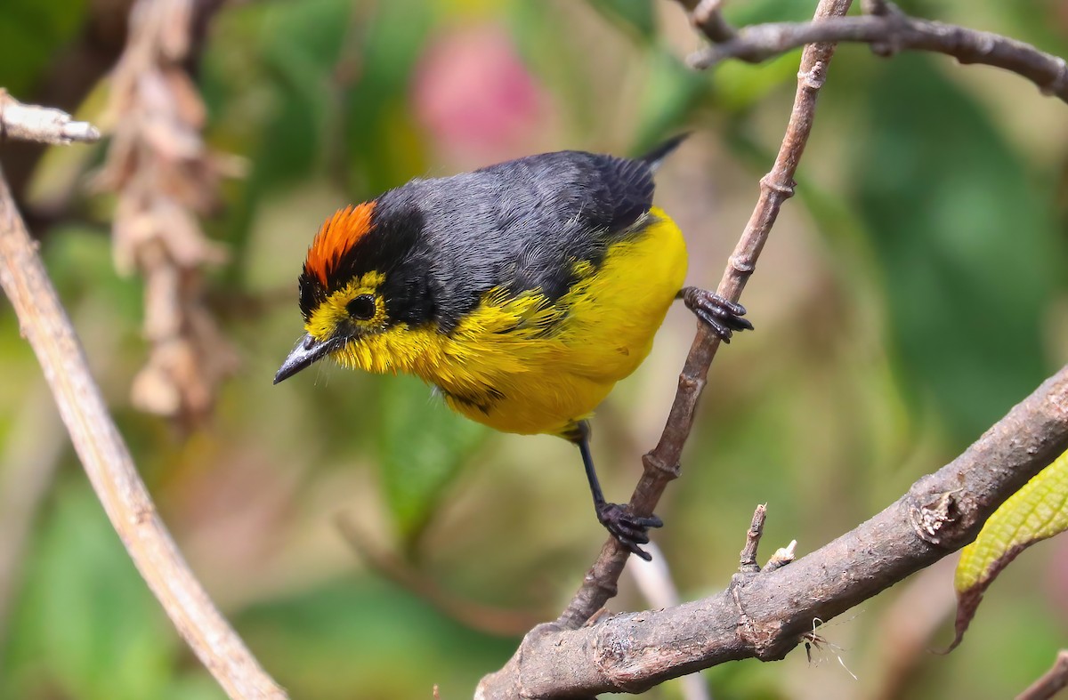 Spectacled Redstart - ML643090307