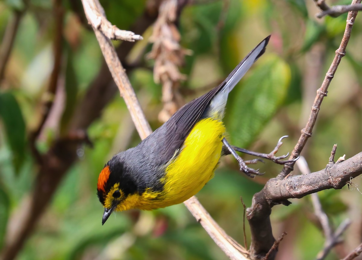 Spectacled Redstart - ML643090308
