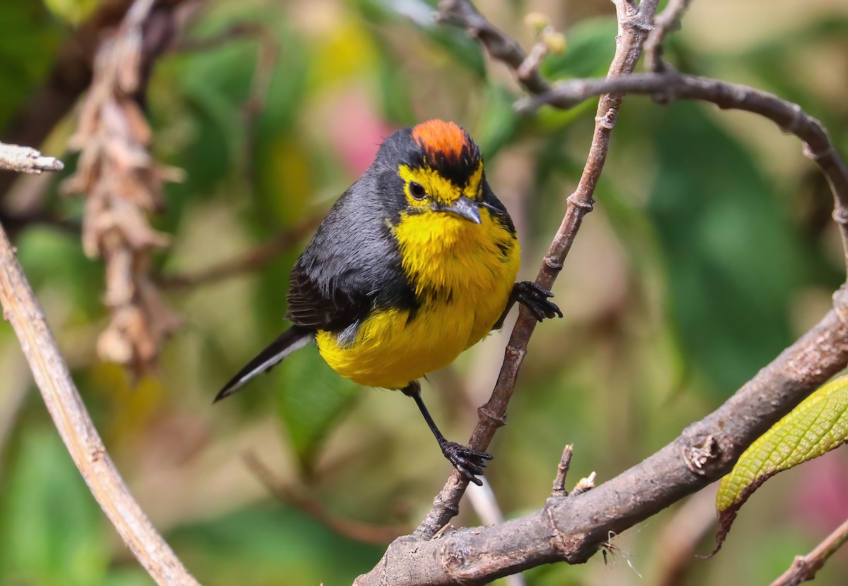 Spectacled Redstart - ML643090309