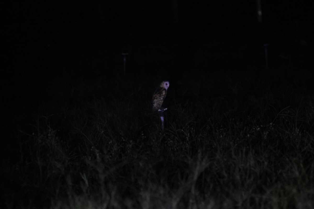 Lechuza Patilarga - ML643090310