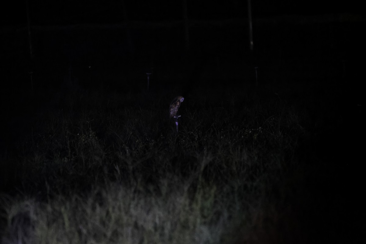 Lechuza Patilarga - ML643090311