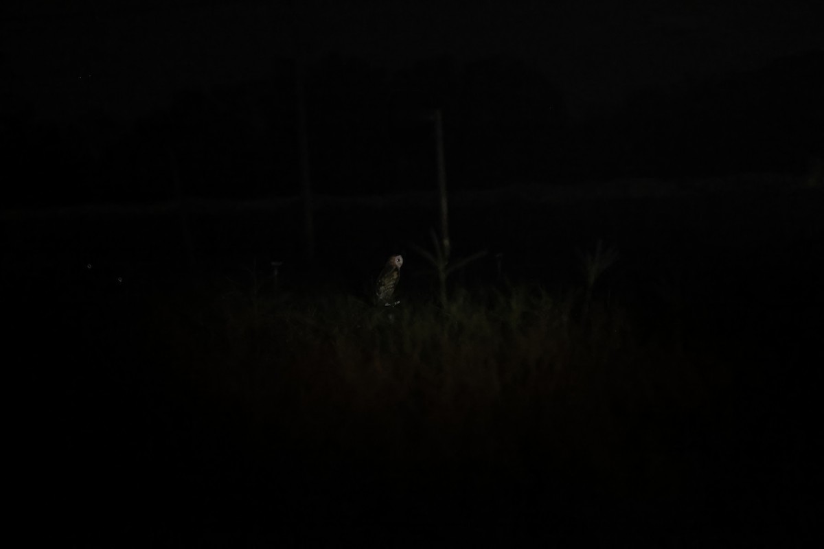 Lechuza Patilarga - ML643090312