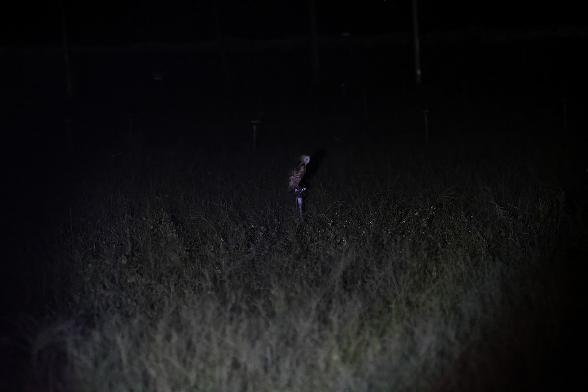 Lechuza Patilarga - ML643090313