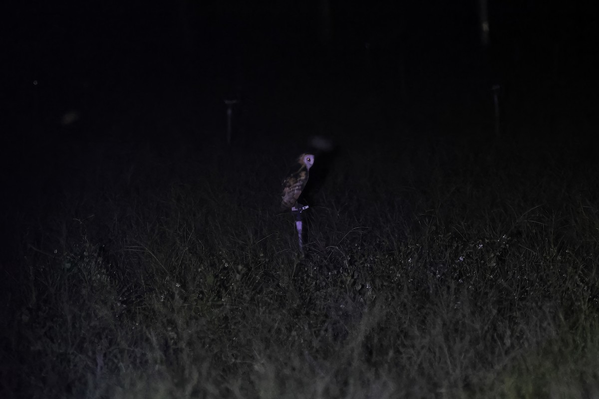 Lechuza Patilarga - ML643090314