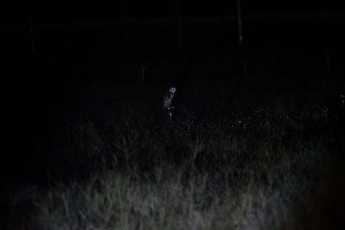 Lechuza Patilarga - ML643090315