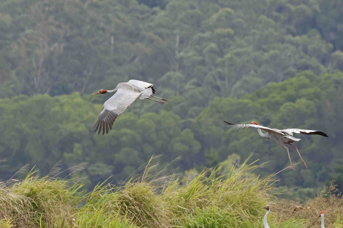 Sarus Crane - ML643090317