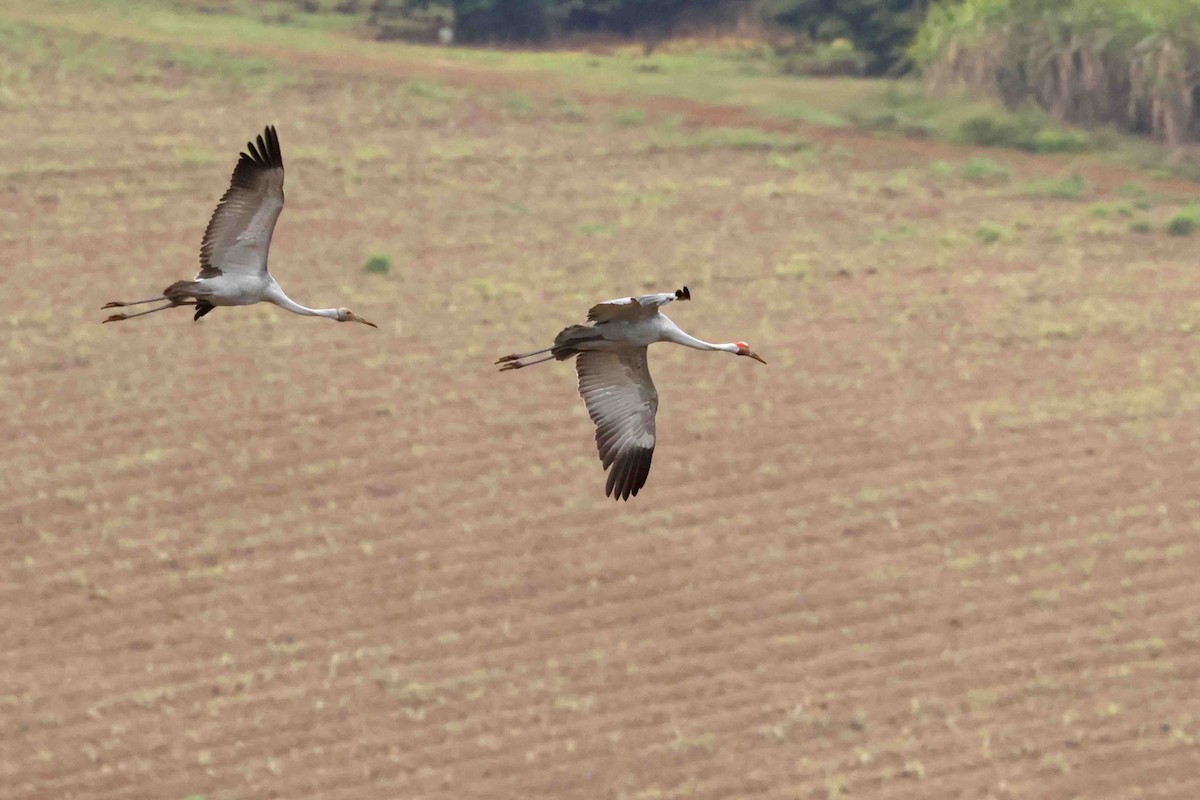 Brolga - ML643090324