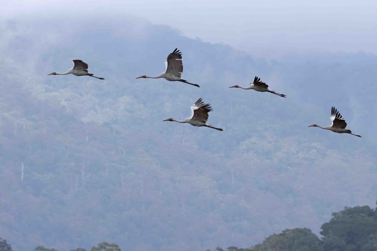 Brolga - ML643090330