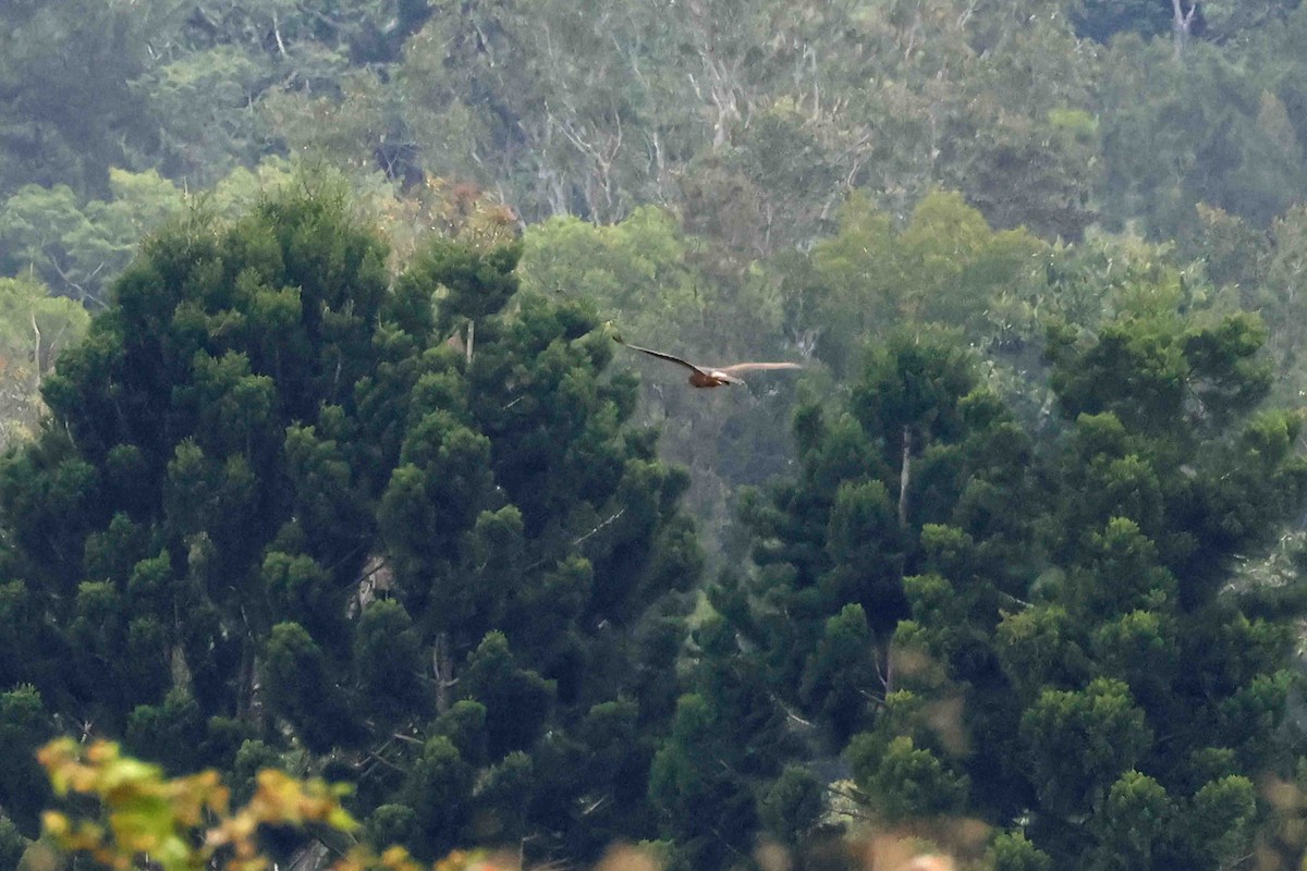 Swamp Harrier - ML643090348