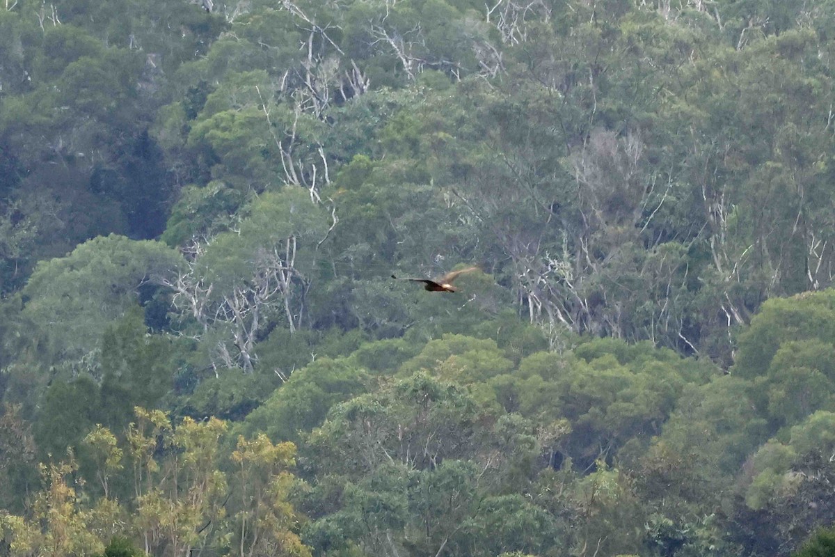 Swamp Harrier - ML643090349