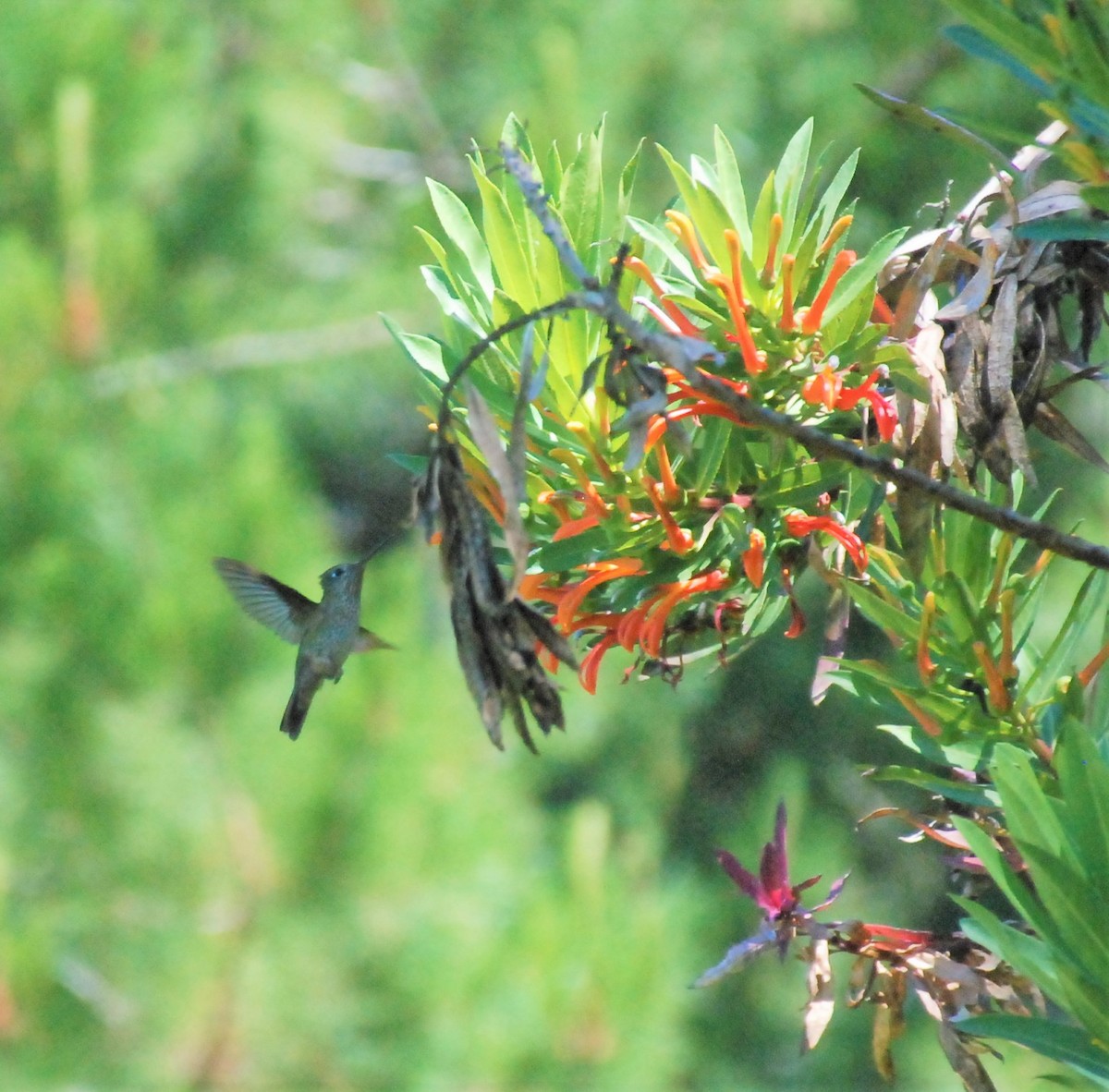 Colibrí Austral - ML643090350