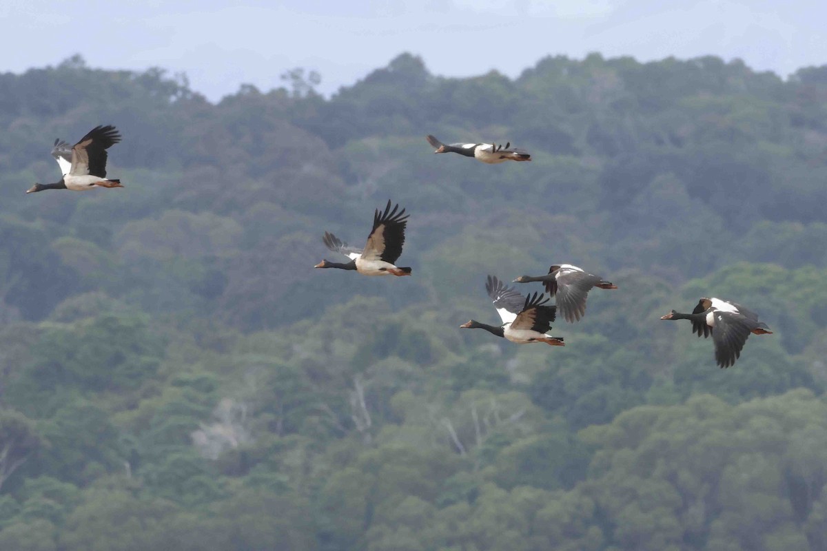 Magpie Goose - ML643090351
