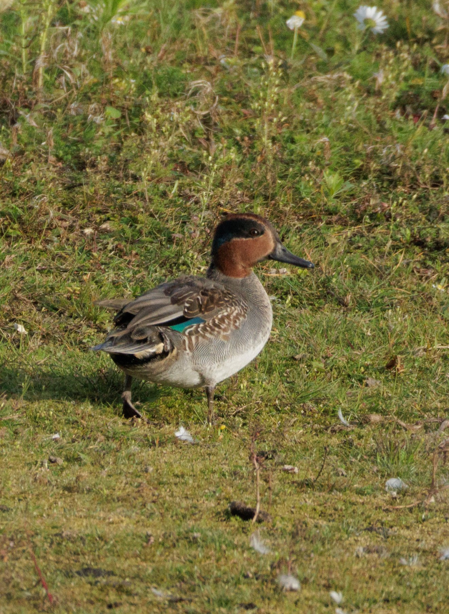 Green-winged Teal (Eurasian) - ML643090358