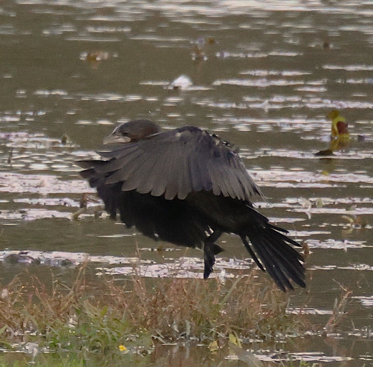 Pygmy Cormorant - ML643090360