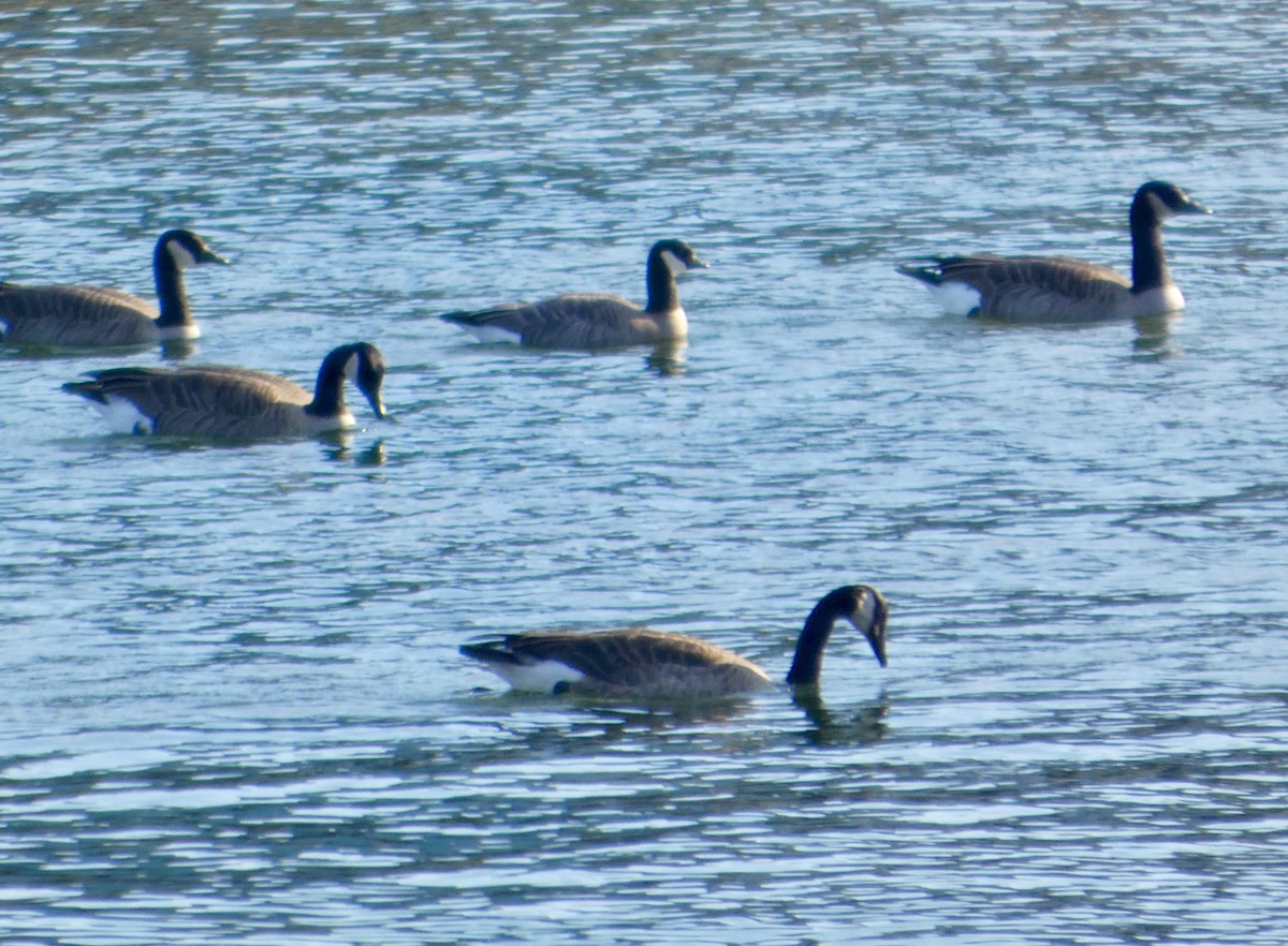 小加拿大雁 - ML643090372