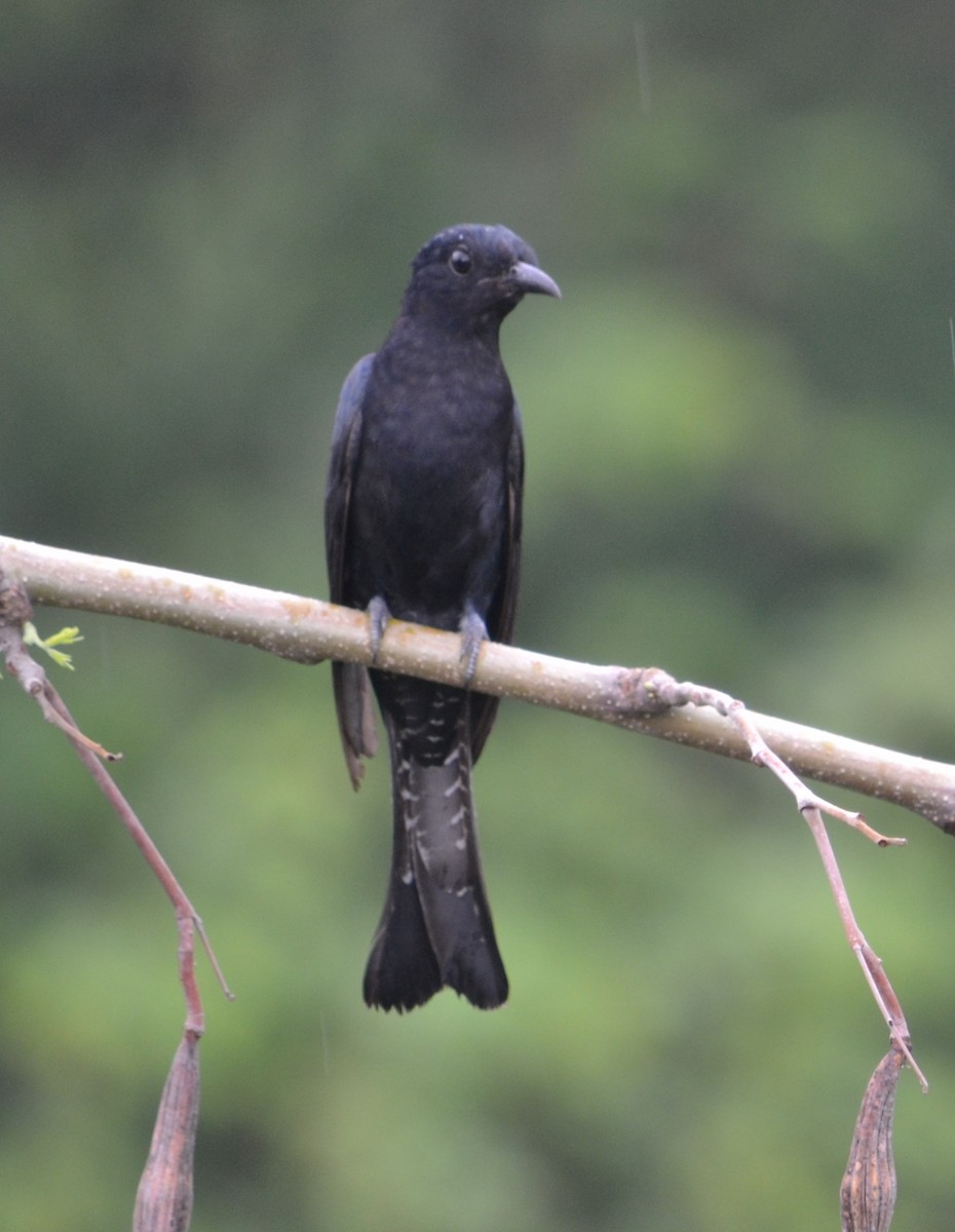 Square-tailed Drongo-Cuckoo - ML643090387