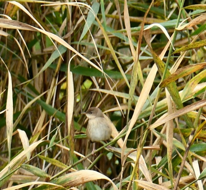 Savi's Warbler - ML643090406
