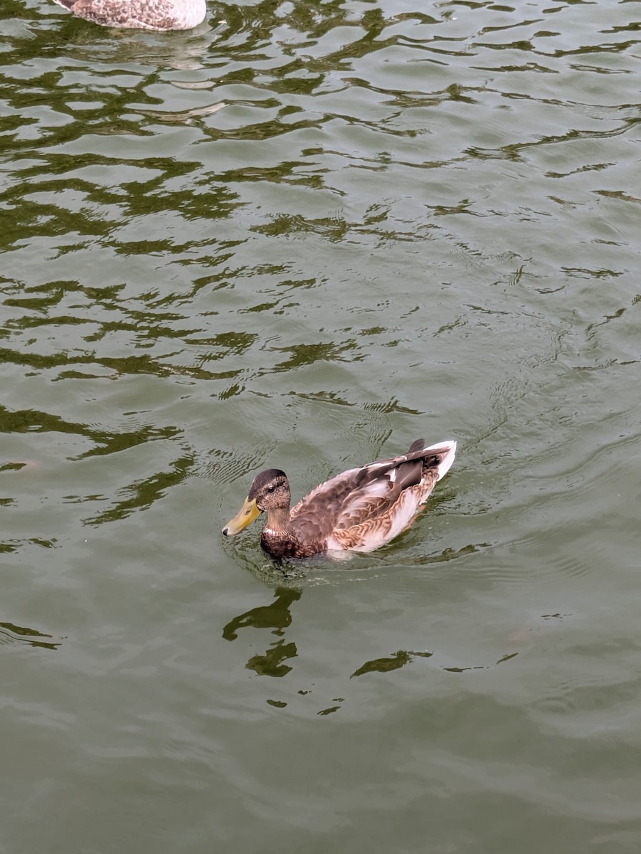 Mallard - ML643090409