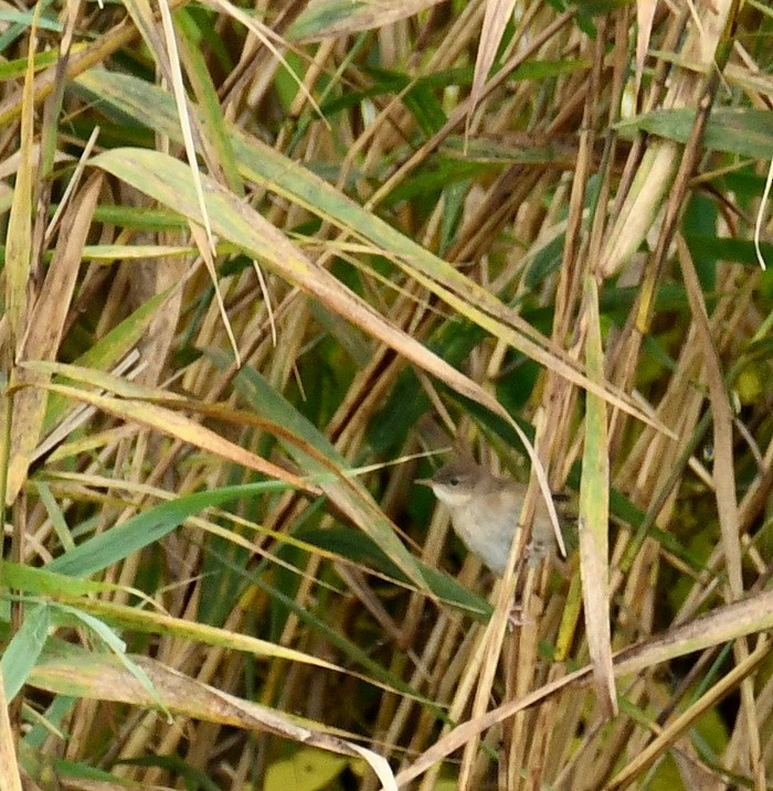 Savi's Warbler - ML643090415