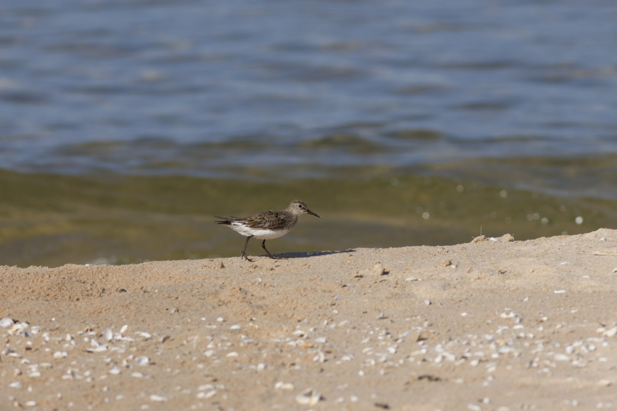 White-rumped Sandpiper - ML643090418