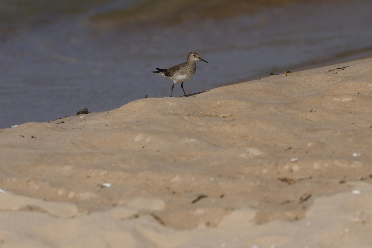 White-rumped Sandpiper - ML643090427