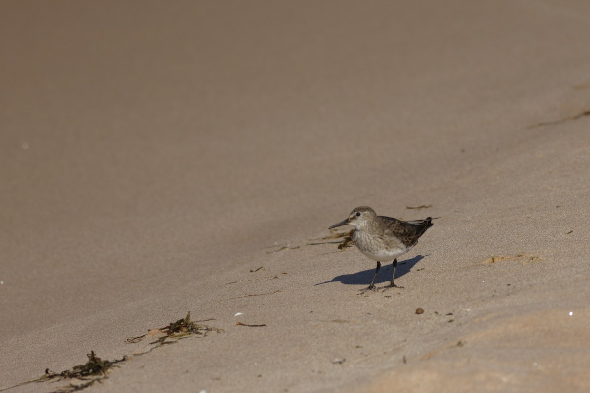 White-rumped Sandpiper - ML643090430
