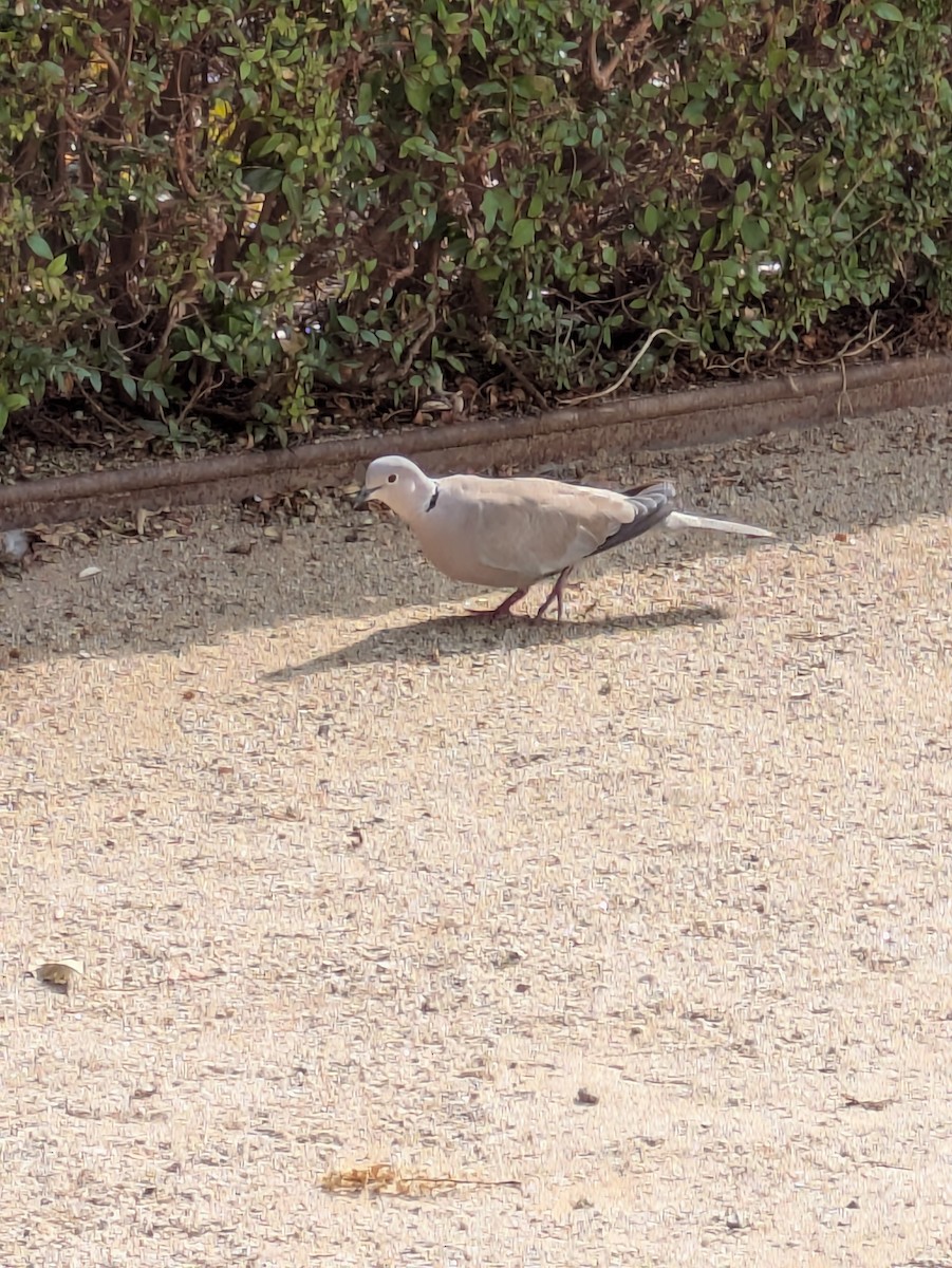 Eurasian Collared-Dove - ML643090434