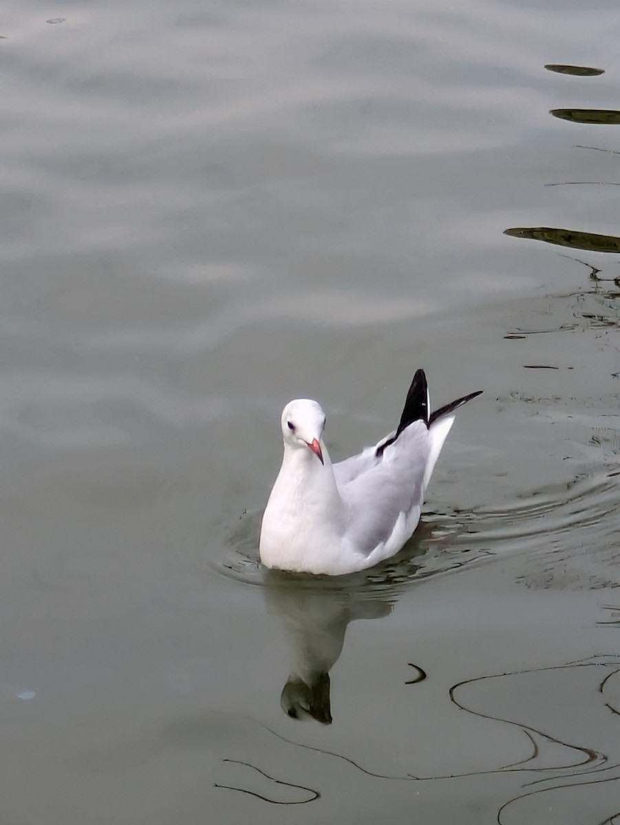 Black-headed Gull - ML643090445
