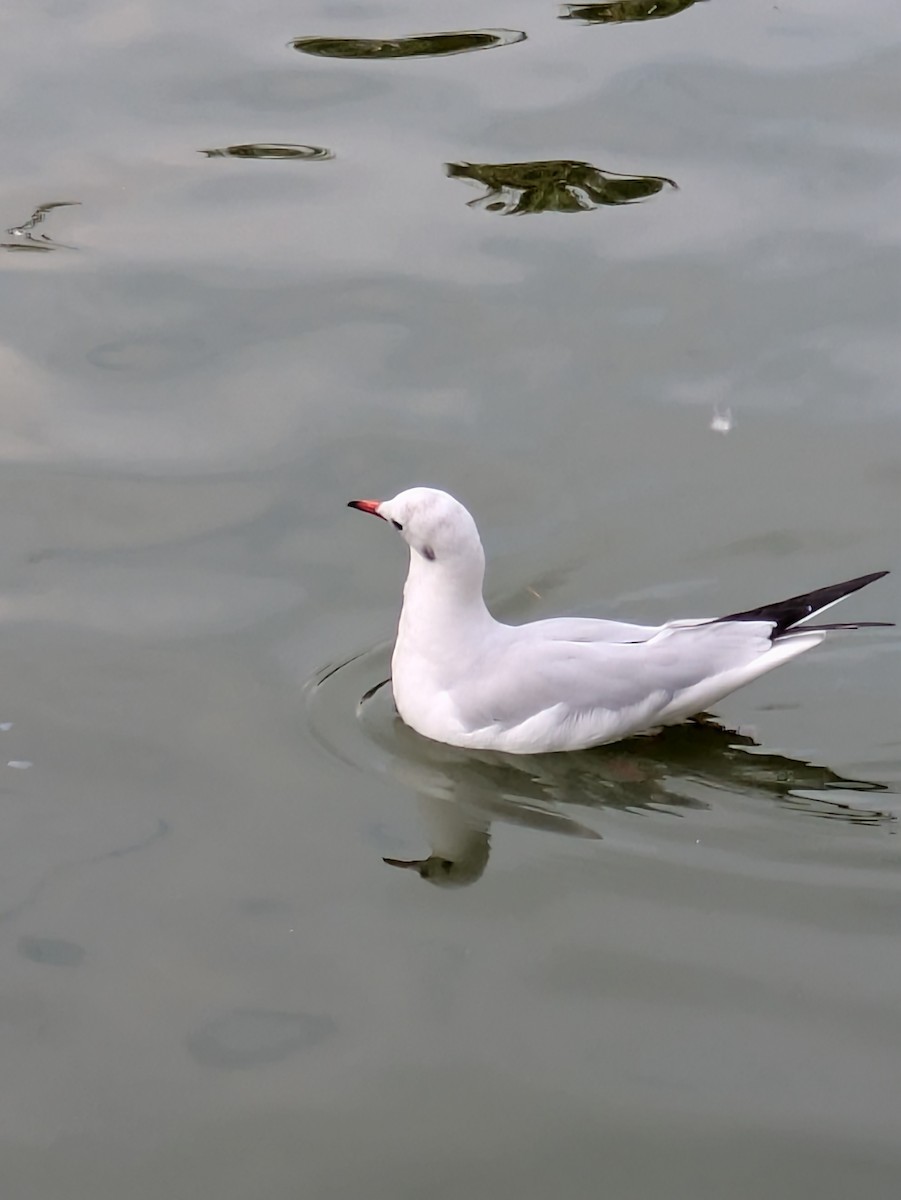 Black-headed Gull - ML643090448