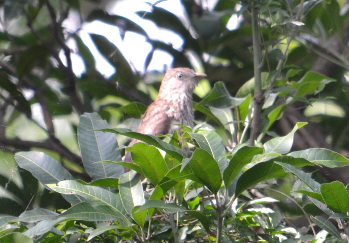 Common Hawk-Cuckoo - ML643090449