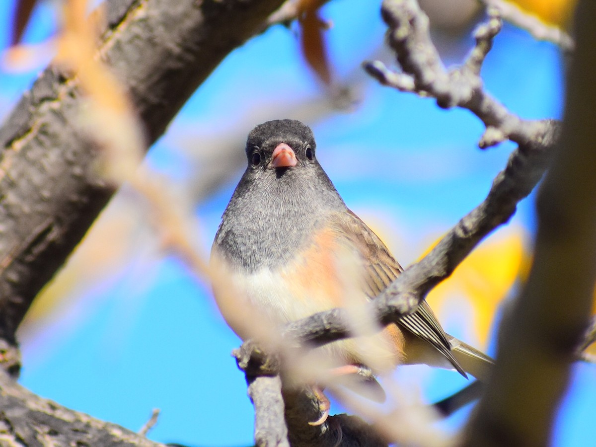 Dark-eyed Junco (Pink-sided) - ML643090463