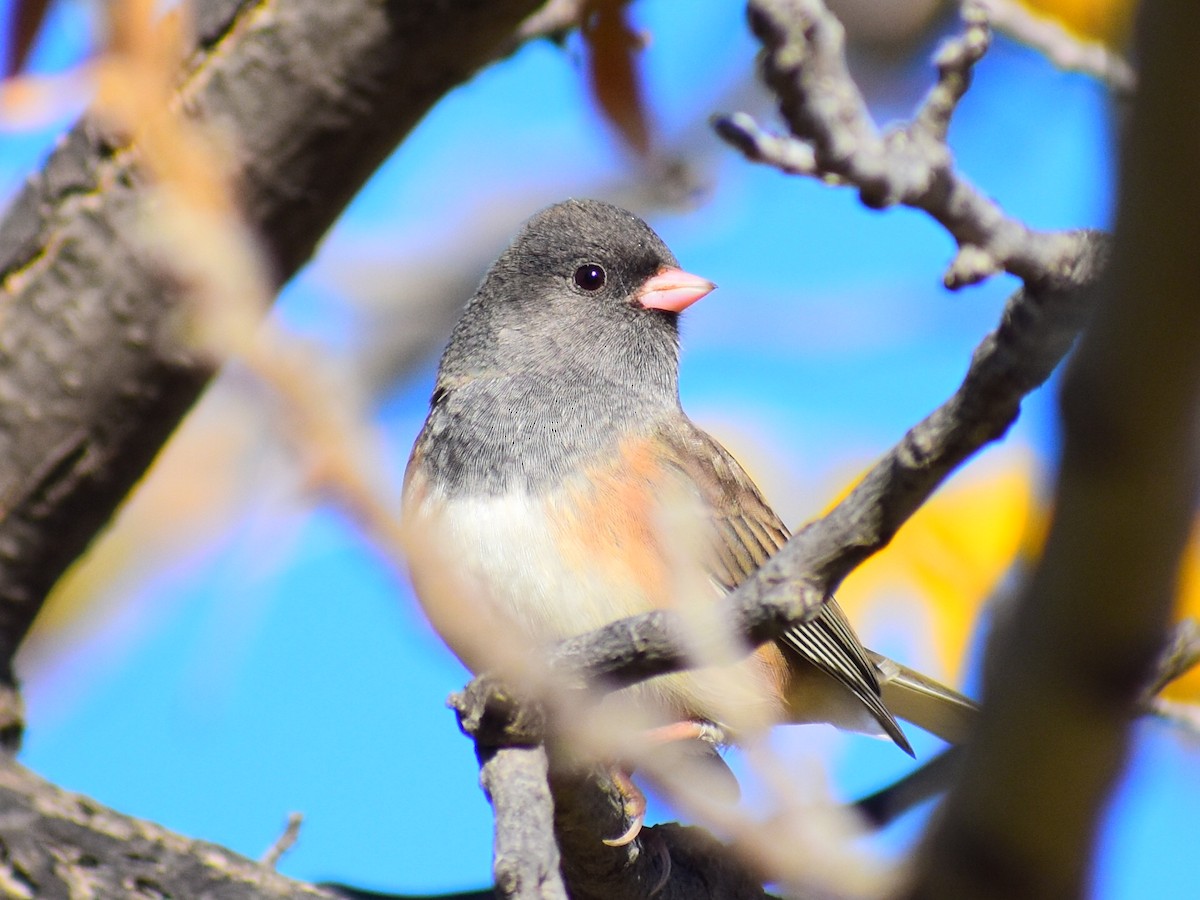 Dark-eyed Junco (Pink-sided) - ML643090468
