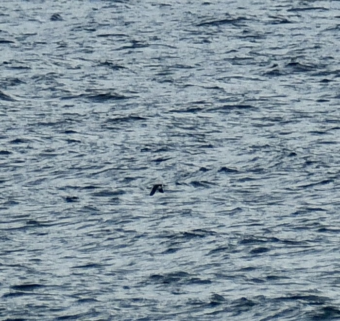 Common Murre - ML643090472