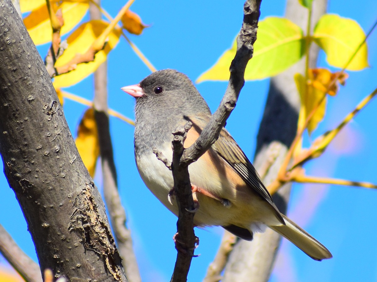 Dark-eyed Junco (Pink-sided) - ML643090473