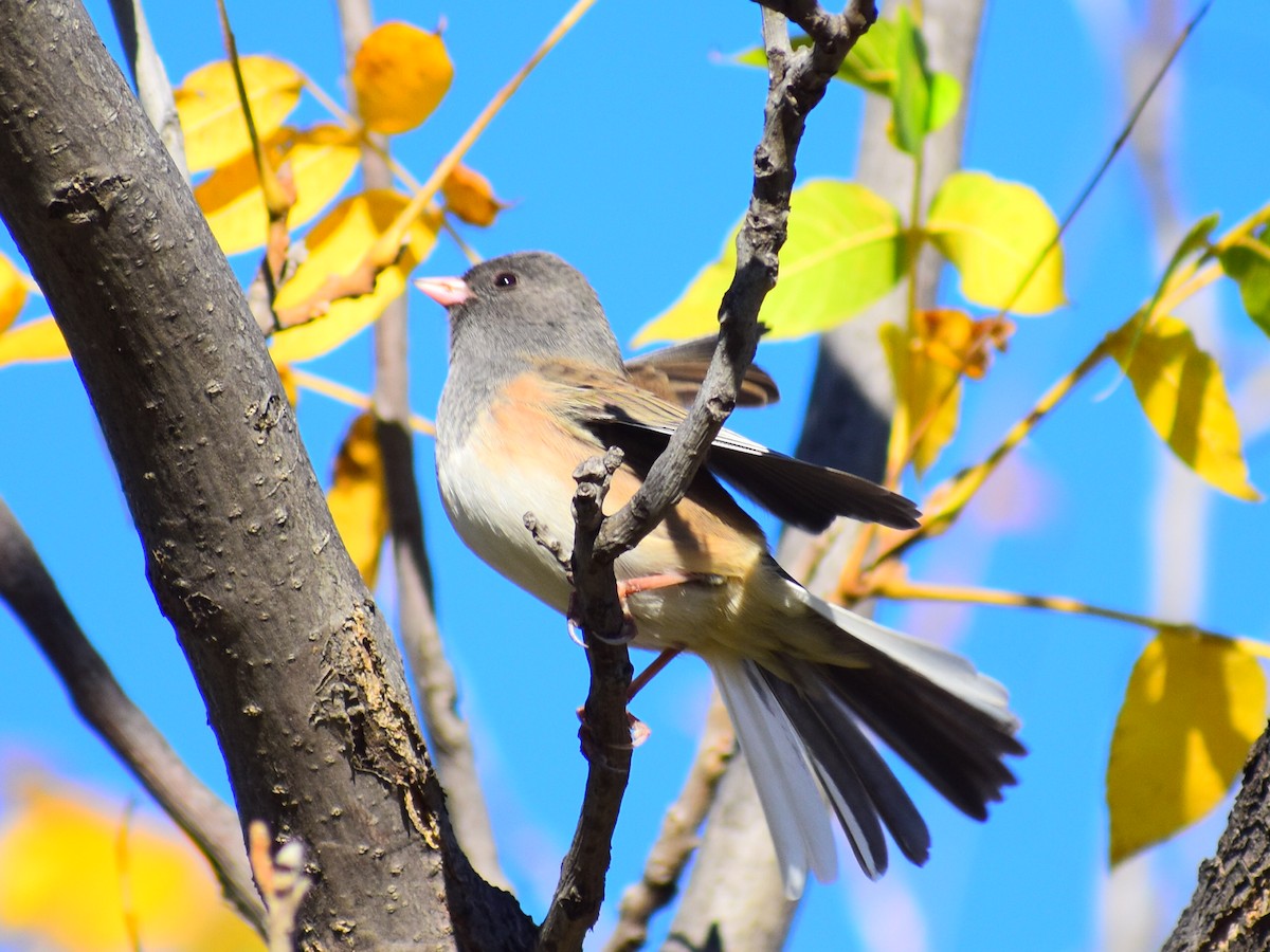 Dark-eyed Junco (Pink-sided) - ML643090479
