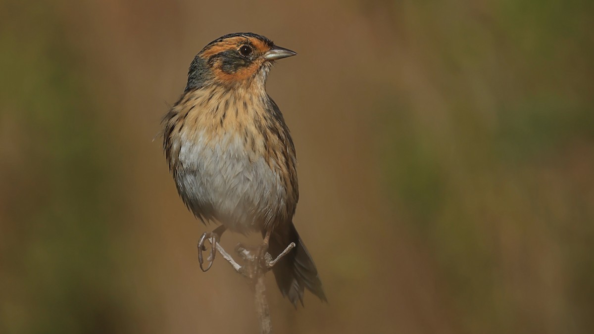 Saltmarsh Sparrow - ML643090480