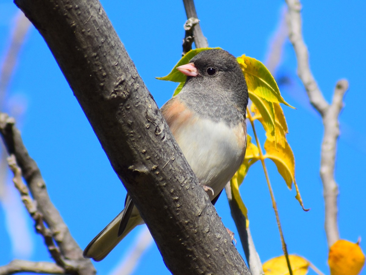 Dark-eyed Junco (Pink-sided) - ML643090484
