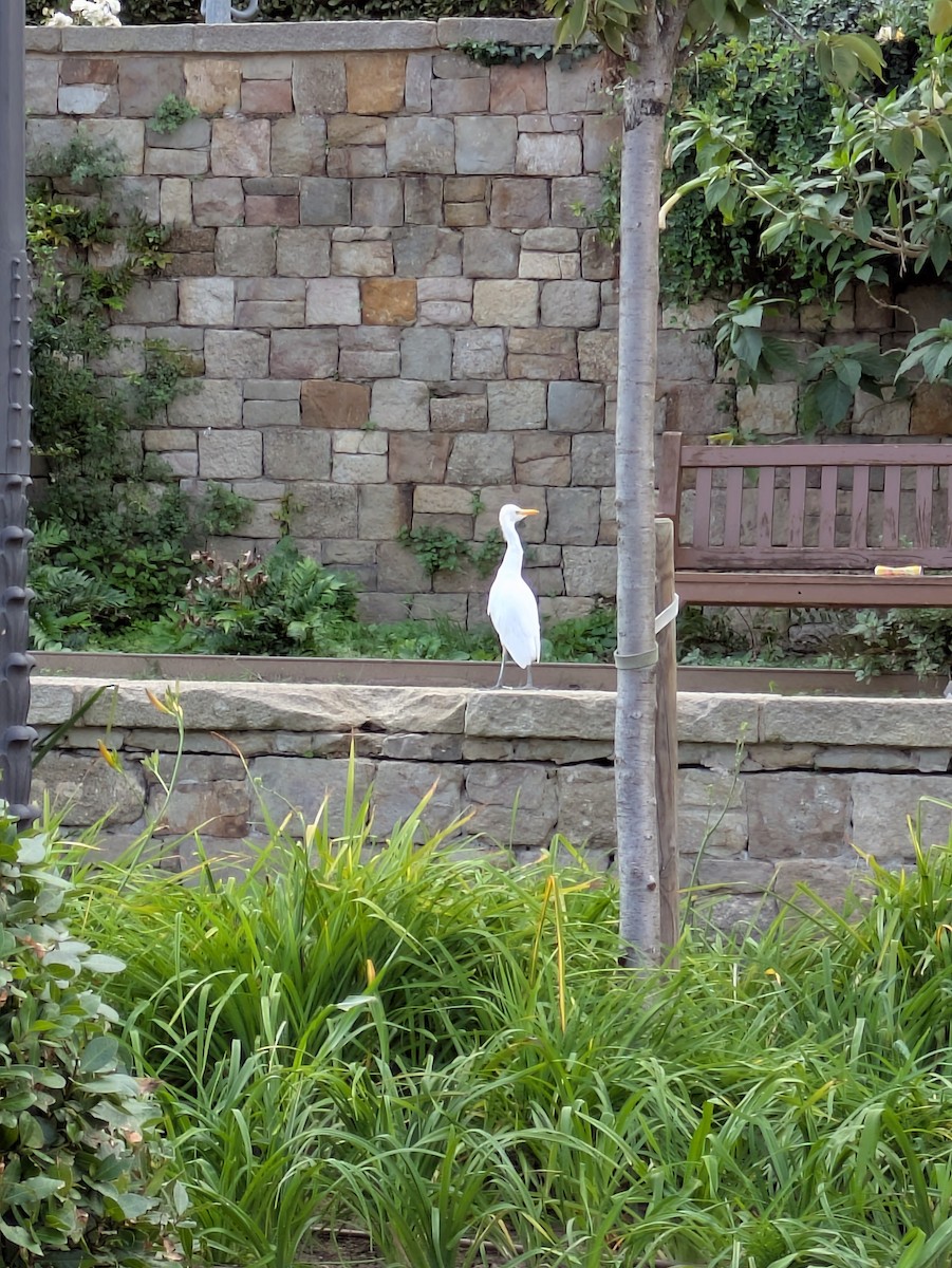 Western Cattle-Egret - ML643090486