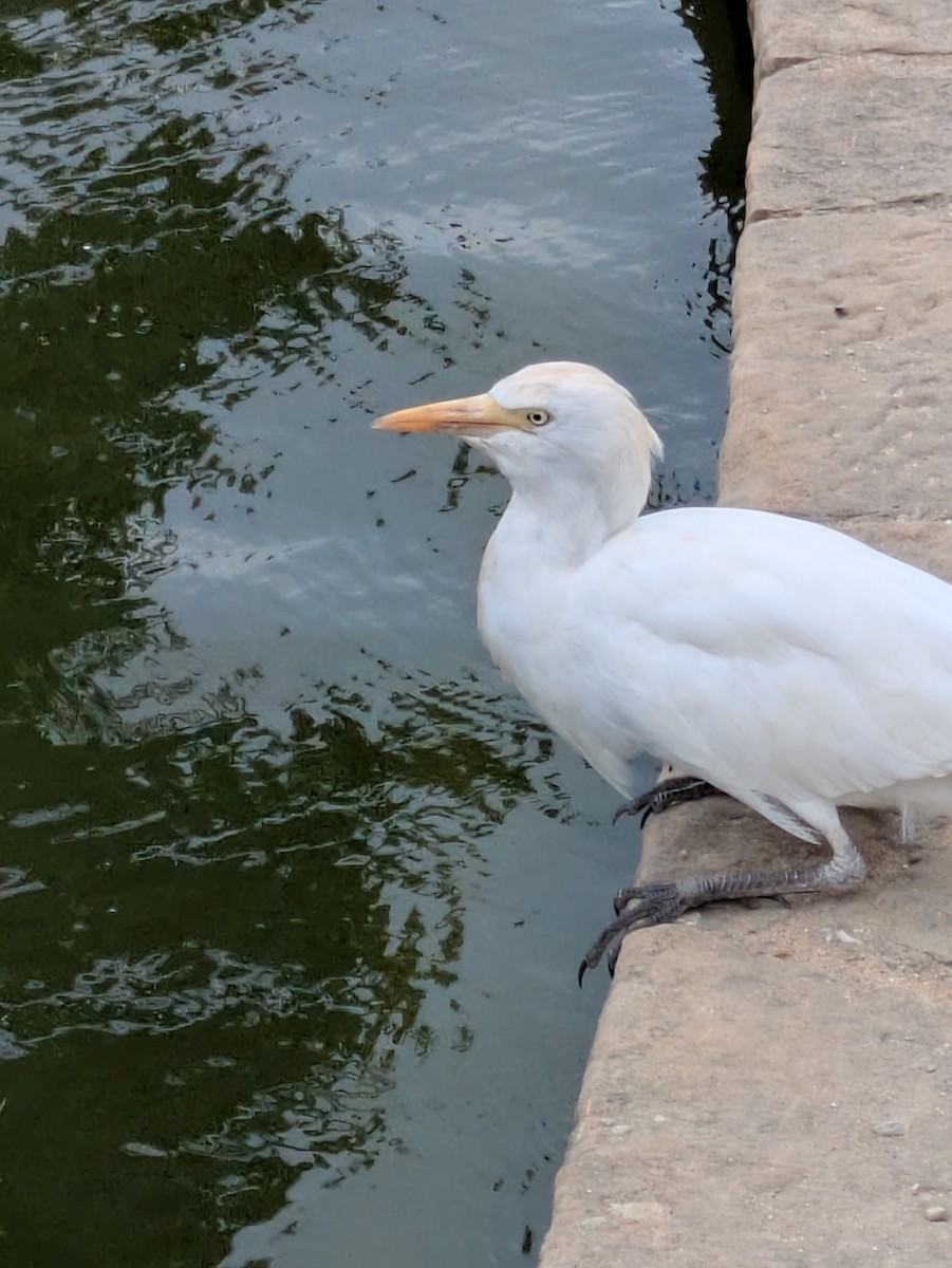 Western Cattle-Egret - ML643090488