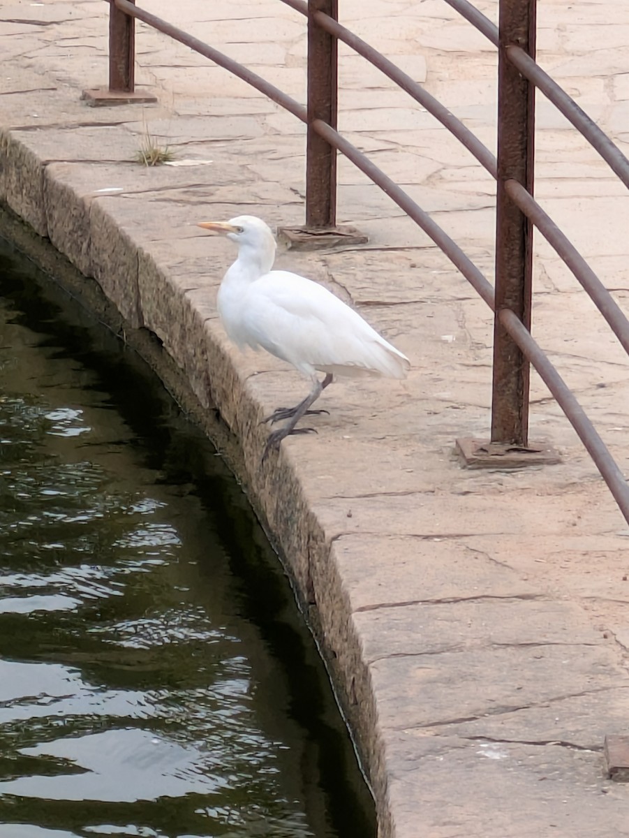 Western Cattle-Egret - ML643090493