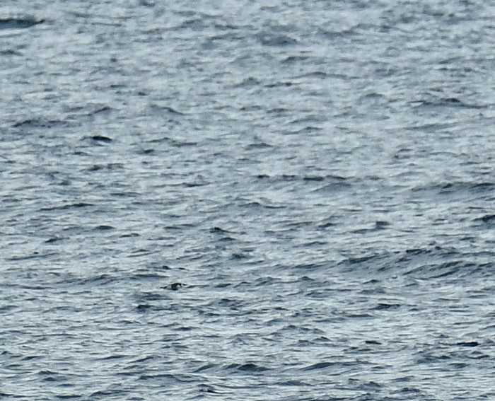 Common Murre - ML643090499