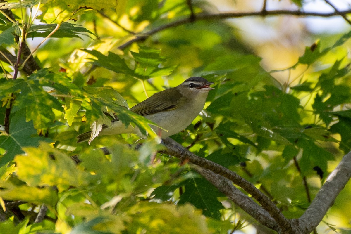 Red-eyed Vireo - ML643090503