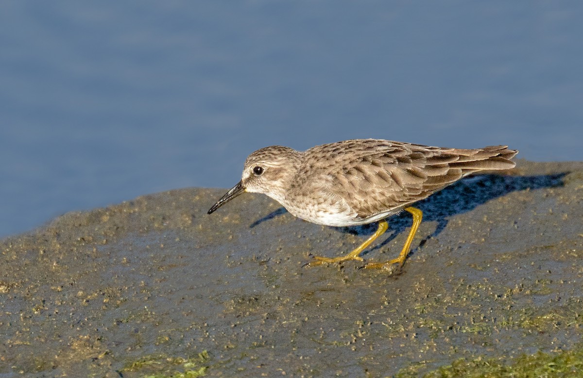 Least Sandpiper - ML643090511