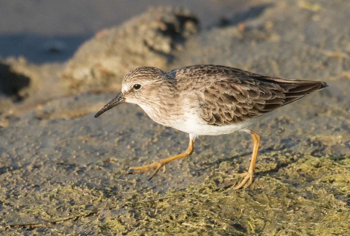 Least Sandpiper - ML643090514