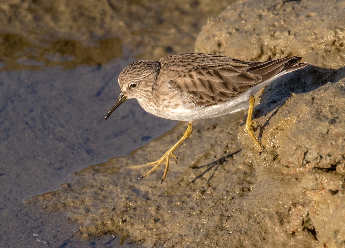 Least Sandpiper - ML643090519