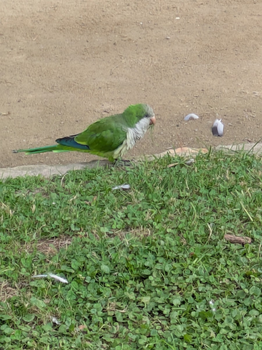 Monk Parakeet - ML643090523